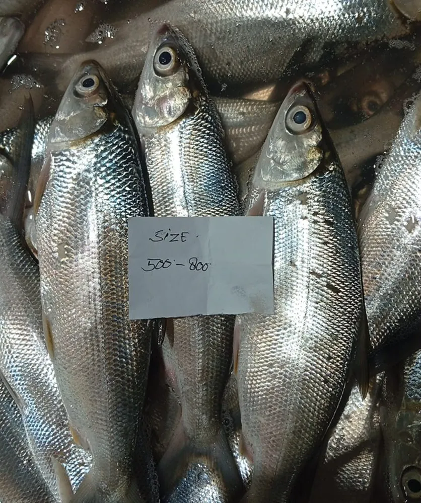 Fresh milkfish during size grading