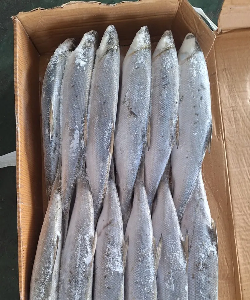Frozen milkfish arranged in a carton