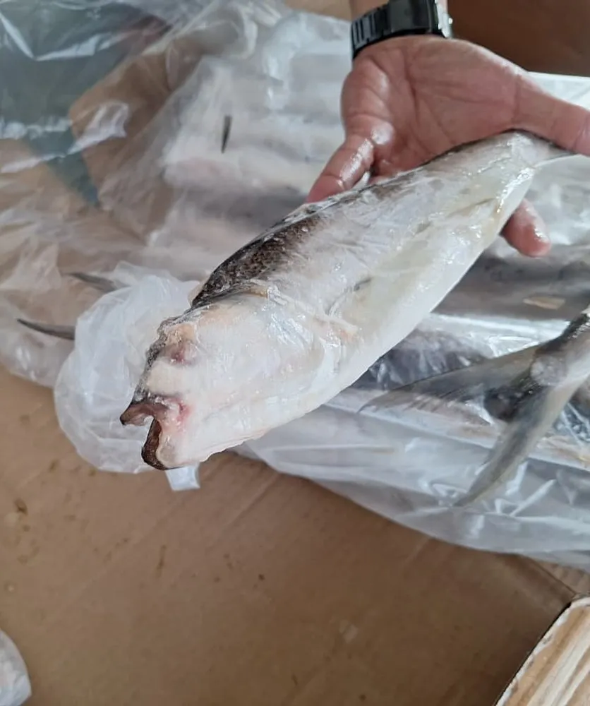 A single frozen milkfish in its PE bag