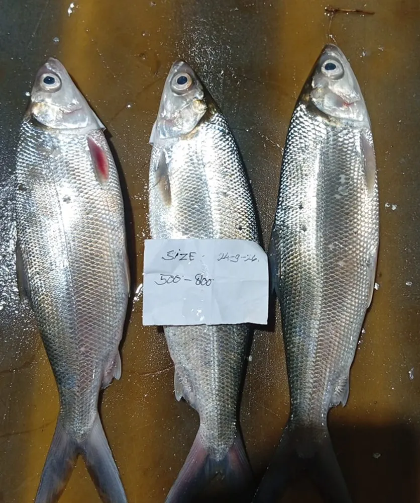 Milkfish samples labelled 500–800 g